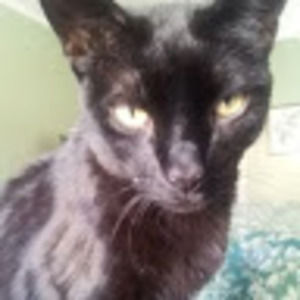 Meet your Posher, Ann